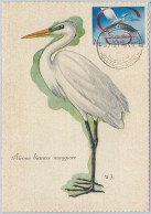 52630   - SOMALIA  - MAXIMUM CARD - ANIMALS Birds HERON  1959 - Grues Et Gruiformes