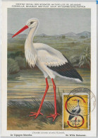 52631  - SOMALIA  - MAXIMUM CARD - ANIMALS Birds STORK  1959 - Aves Gruiformes (Grullas)