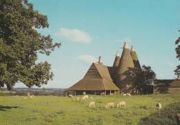 Canterbury : Oast Houses , Moutons - Canterbury