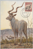 52636 - SOUTH AFRICA  -  MAXIMUM CARD -  ANIMALS  Ram  1956 - Game