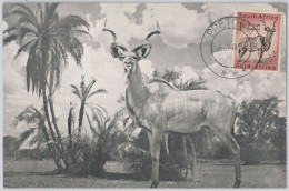 52637 - SOUTH AFRICA  -  MAXIMUM CARD -  ANIMALS  Ram  1956 - Gibier