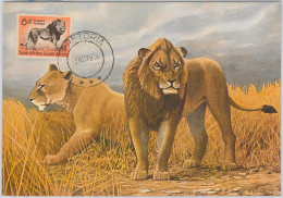 52638 - SOUTH AFRICA  -  MAXIMUM CARD -  ANIMALS  Lion Lions  1956 - Wild