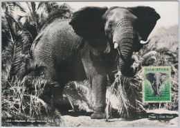 52640 - SOUTH AFRICA  -  MAXIMUM CARD -  ANIMALS  Elephant  1956 - Wild