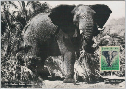 52640 - SOUTH AFRICA  -  MAXIMUM CARD -  ANIMALS  Elephant  1956 - Game