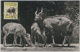 52642  - SOUTH AFRICA  -  MAXIMUM CARD -  ANIMALS  Ram  1956 - Wild