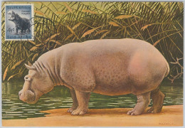 52643  - SOUTH AFRICA  -  MAXIMUM CARD -  ANIMALS  Hippopotamus 1956 - Game