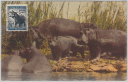 52644  - SOUTH AFRICA  -  MAXIMUM CARD -  ANIMALS  Hippopotamus 1956 - Animalez De Caza