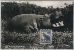 52645  - SOUTH AFRICA  -  MAXIMUM CARD -  ANIMALS  Hippopotamus 1956 - Wild