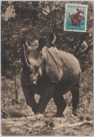 52648  - SOUTH AFRICA  -  MAXIMUM CARD -  ANIMALS  Rhinoceros  1956 - Rhinoceros