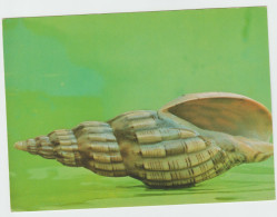 Voluta Lyraeformis. - Seashells & Snail-shells