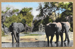FAUNE AFRICAINE ELEPHANT A LA RIVIERE N°H203 - Congo Belge
