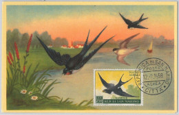 52672  - SAN MARINO  - MAXIMUM CARD - ANIMALS Birds SWALLOW   1959 - Schwalben