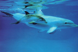 CPM - DAUPHIN - UN ADULTE ET SON PETIT - Dolfijnen
