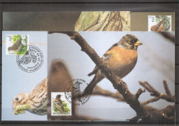 Belgique - Oiseaux - Buzin ( 4  CM De 2000 à Voir) - 1991-2000