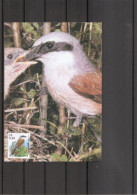 Belgique - Oiseaux - Buzin (   CM De 2000 à Voir) - 1991-2000