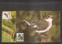 Belgique - Oiseaux - Buzin ( 2  CM De 1996 à Voir) - 1991-2000