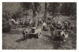 ANGLET - SUPERBE CARTE PHOTO - Attelages De Mules - Photo A. Belleret à Anglet - Anglet