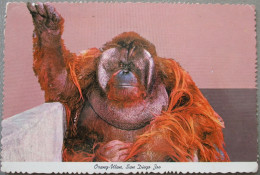 USA CALIFORNIA SAN DIEGO ZOO ORANG UTAN KARTE CARD POSTCARD CARTE POSTALE POSTKARTE CARTOLINA ANSICHTSKARTE - Long Beach