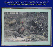 GRAVURE ORIGINALE COLORISÉE ET ENCADRÉE 1870-1880 - LE FAISAN - 30 X 40 Cm - Other & Unclassified