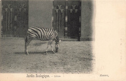 BELGIQUE - Anvers - Jardin Zoologique - Zèbre - Carte Postale Ancienne - Antwerpen