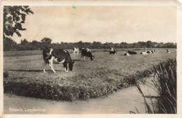 FRANCE - Friesch Landschap - Carte Postale - Arrondissement: 16