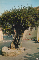 RAMATUELLE. - Le Vieil Ormeau Planté Par Sully - Trees