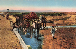 ALGERIE - Scènes Et Types - Caravane Se Désaltérant à Un Point D'eau - Carte Postale - Escenas & Tipos