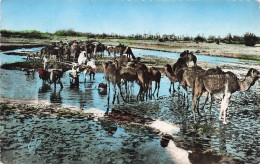 ALGERIE - Scènes Et Types - L'Oasis - Chameaux - Carte Postale - Scènes & Types