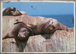 USA CALIFORNIA SEA LIONS KARTE CARD POSTCARD CARTE POSTALE POSTKARTE CARTOLINA ANSICHTSKARTE - Long Beach