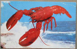 USA ATLANTIC COAST LOBSTER KARTE CARD POSTCARD CARTE POSTALE POSTKARTE CARTOLINA ANSICHTSKARTE - Long Beach