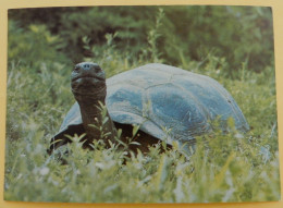 Giant Tortoise - Tortugas