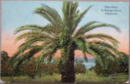USA CALIFORNIA ORANGE GROVE DATE PALM KARTE CARD POSTCARD CARTE POSTALE POSTKARTE CARTOLINA ANSICHTSKARTE - Long Beach