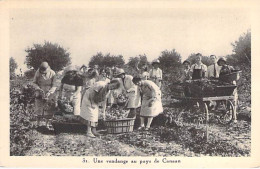 VIGNES Vin - Vendanges Au Pays De CANAAN ( Moyen Orient Soit : Liban Israël Palestine ) - CPA - - Weinberge