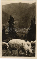 T2 1943 Kárpátalja, Legelő Birkák. Hátoldalon "Huszt P.U. Levélszekrényől" Kétnyelvű Bélyegzés / Sheep + Bilingual Cance - Ohne Zuordnung