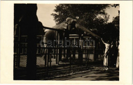 * T1/T2 1934 Állatkerti Program, Elefánt Simogatás / Zoo, Elephant. Photo - Ohne Zuordnung