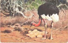 T3 Ostrich With Eggs. H.K. & Co. M. Serie 460. (EB) - Zonder Classificatie