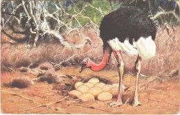 T3 Ostrich With Eggs. H.K. & Co. M. Serie 460. (EB) - Ohne Zuordnung