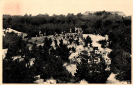 Coq S. Mer (Home Du Grand Air De Liège) - Jeux Dans Les Dunes - De Haan