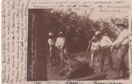 Marque Des Boeufs à Mazagua - Mexico