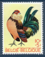 Belgique België, Yv 1513, MI 1572, SG 2135, Coq Barbu D'Anvers , - Gallinacées & Faisans