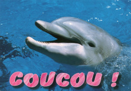 CPM - F - DAUPHIN - COUCOU ! - Dolphins