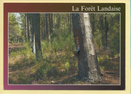 Arbres : Arbres / La Forêt Landaise (voir Scan Recto/verso) - Arbres