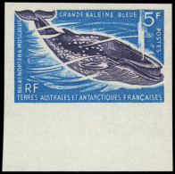 ** TERRES AUSTRALES - Poste - 22, Non Dentelé, Bdf: 5f. Grande Baleine Bleue - Unused Stamps