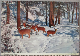 USA WHITETAIL DEER IN THE FOREST NATIONAL PARK KARTE CARD POSTCARD CARTE POSTALE POSTKARTE CARTOLINA ANSICHTSKARTE - Long Beach