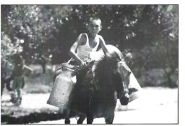 Carte Postale: INSTANTANES ALBANAIS Par Jan-Robert Suesser. Ministre De L'Economie. Ramassage Du Lait à Cheval. - Albanie