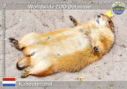 01229 Kabouterland, NL - Black-tailed Prairie Dog (Cynomys Ludovicianus) - Otros & Sin Clasificación