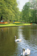 CPM - M - HOLLANDE - PAYS BAS - NEDERLAND - KEUKENHOF - LISSE - PARC FLORAL - CYGNES - Lisse