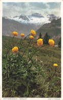 FLEURS - PLANTES & ARBRES - Fleurs - Dotterblume - Trolles - Carte Postale Ancienne - Flowers