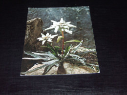 69302-         EDELWEISS, LEONTOPODIUM ALPINUM - Flowers