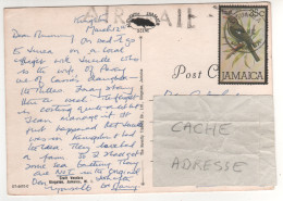 Timbre , Stamp " Oiseau " Sur CP , Carte , Postcard Du 12/03/?? - Jamaica (1962-...)